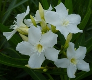 Soeur Agnes White Oleander, Nerium oleander 'Soeur Agnes'